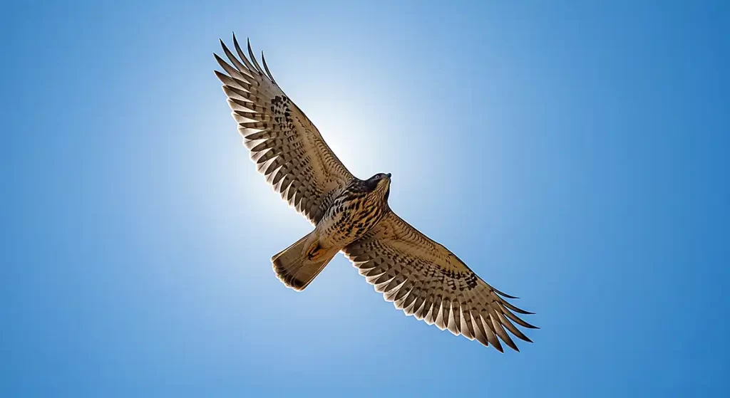 大空を飛び回る鷹のリアルな画像